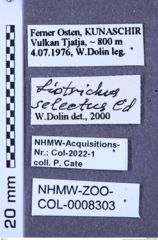 Etiketten zu Acteniceromorphus selectus (Candèze, 1865) (NHMW-ZOO-COL-0008303)